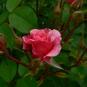 Rosa  Morden Ruby - różowy  - róża nostalgie